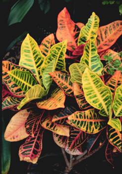 Crotons